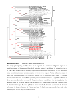 1 Supplemental Figure 1. Cladogram of plant O