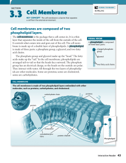 Cell Membrane - PBSpaces.com Weblogs
