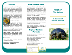 Gopher Tortoises - City of Palm Bay