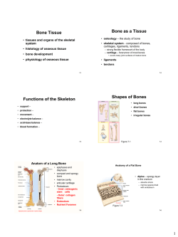 Cha. 7 Bone Tissue