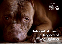 Betrayal of Trust: The Tragedy of Dog Fighting