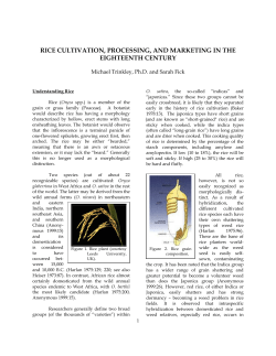 rice cultivation, processing, and marketing in the eighteenth century