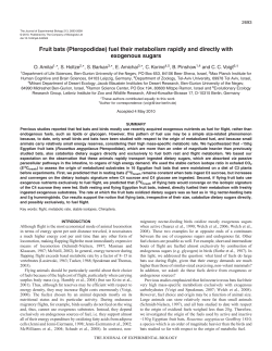 Fruit bats (Pteropodidae) fuel their metabolism rapidly and directly