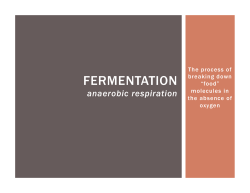 Fermentation PPT - Lyndhurst Schools