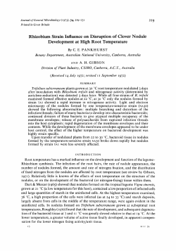 Rhizobium Strain Influence on Disruption of Clover