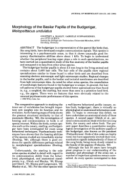 Morphology of the basilar papilla of the budgerigar, Melopsittacus