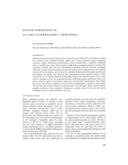 zygote formation in ascaris lumbricoides (nematoda)