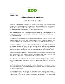 Baby Gorilla Born in Dublin Zoo