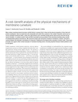 A cost&ndash;benefit analysis of the physical mechanisms of membrane