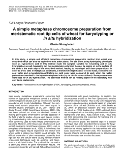 A simple metaphase chromosome preparation from meristematic