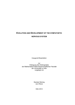 evolution and development of the sympathetic nervous system