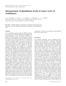 Measurement of glutathione levels in intact roots of