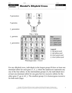 Mendel`s Dihybrid Cross