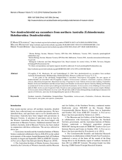 New dendrochirotid sea cucumbers from