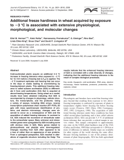 Additional freeze hardiness in wheat acquired by