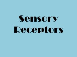 Sensory Receptors