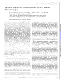 Importance of cytoskeletal elements in volume regulatory responses
