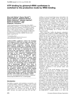 ATP binding by glutamyl-tRNA synthetase is switched