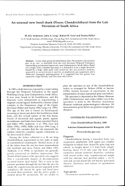 An unusual new fossil shark (Pisces: Chondrichthyes)