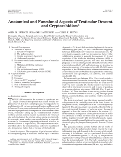 Anatomical and Functional Aspects of Testicular Descent
