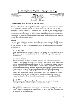 Free Kitten Guide - Heathcote Veterinary Hospital