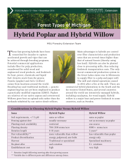 Hybrid Poplar and Hybrid Willow