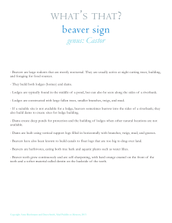 beaver sign - Mud Puddles to Meteors