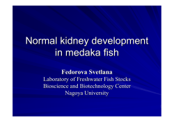 Normal kidney development in medaka fish