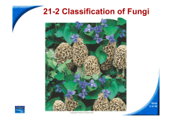 21-2 Classification of Fungi