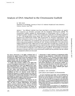 Analysis of DNA Attached to the Chromosome Scaffold