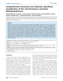 Classification of the Saccharomyces cerevisiae