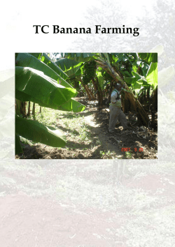 TC Banana Farming - AFRICENTER