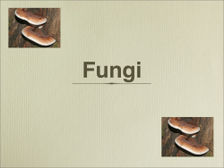 Fungi