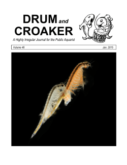 Drum and Croaker
