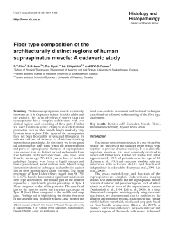 Fiber type composition of the architecturally distinct regions of