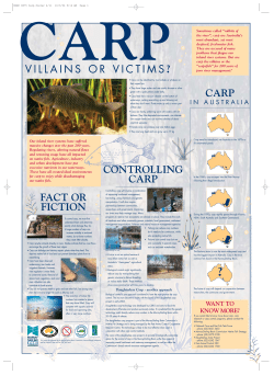 Carp – Villain or Victim - Murray