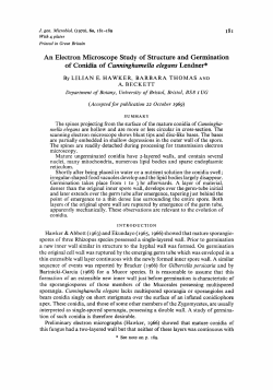 An Electron Microscope Study of Structure and