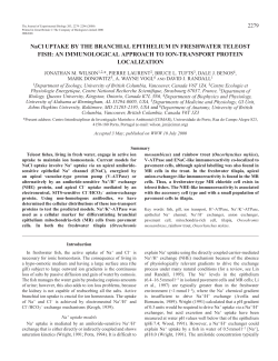 Immunolocalization of fish gill ion-transport proteins