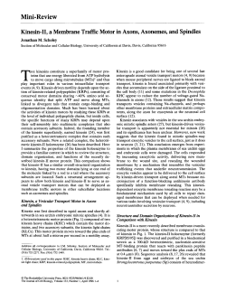 Mini-Review Kinesin-II, a Membrane Traffic Motor in