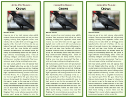 Crows - Medicine River Wildlife Centre
