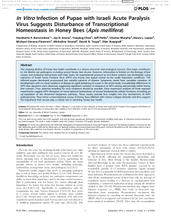 In Vitro Infection of Pupae with Israeli Acute Paralysis Virus