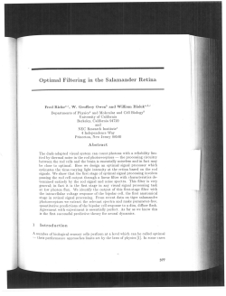 Optimal Filtering in the Salamander Retina
