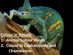 Colour in Nature 1. Animal Colour Vision 2. Colour in Cephalopods