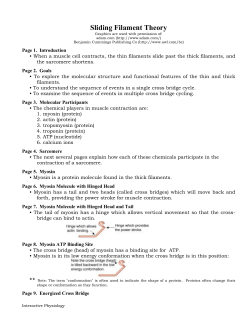 Sliding Filament Theory