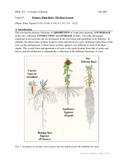Primary Plant Body: The Root System