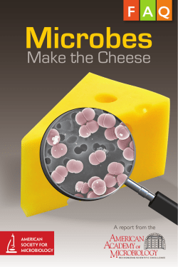Microbes Make the Cheese - UConn Extension