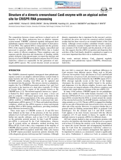 Structure of a dimeric crenarchaeal Cas6 enzyme with an atypical