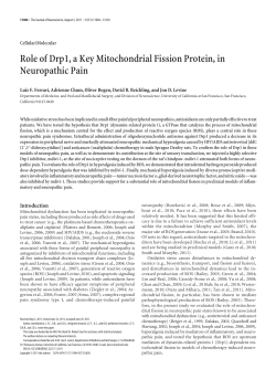 Role of Drp1, a Key Mitochondrial Fission Protein, in Neuropathic Pain