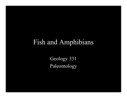 Fish and Amphibians
