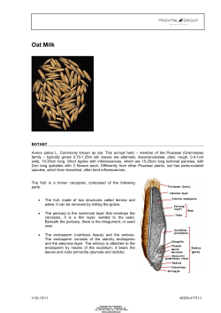 Oat Milk - Centerchem